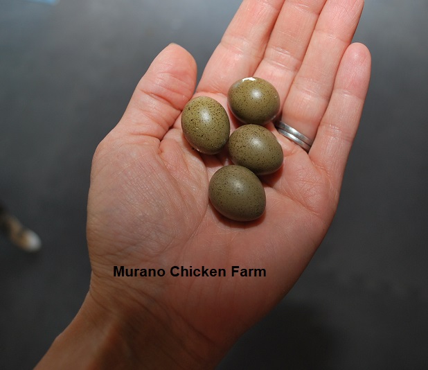 The button quail experiment Murano Chicken Farm