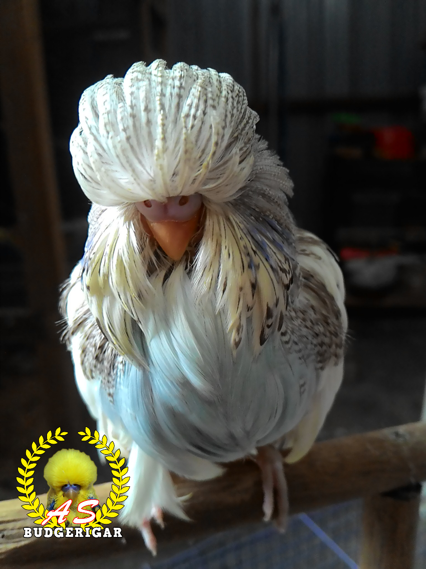 My Feather Duster Budgie Sembang Budgies & Cockatiels