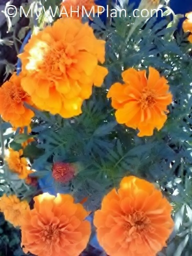 Marigolds blooming on the deck MWP