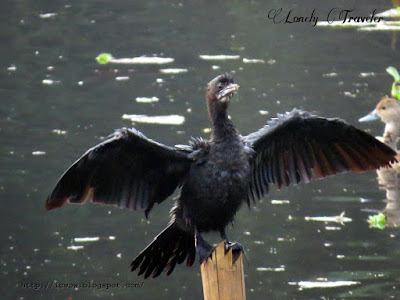 Little cormorant, Microcarbo niger
