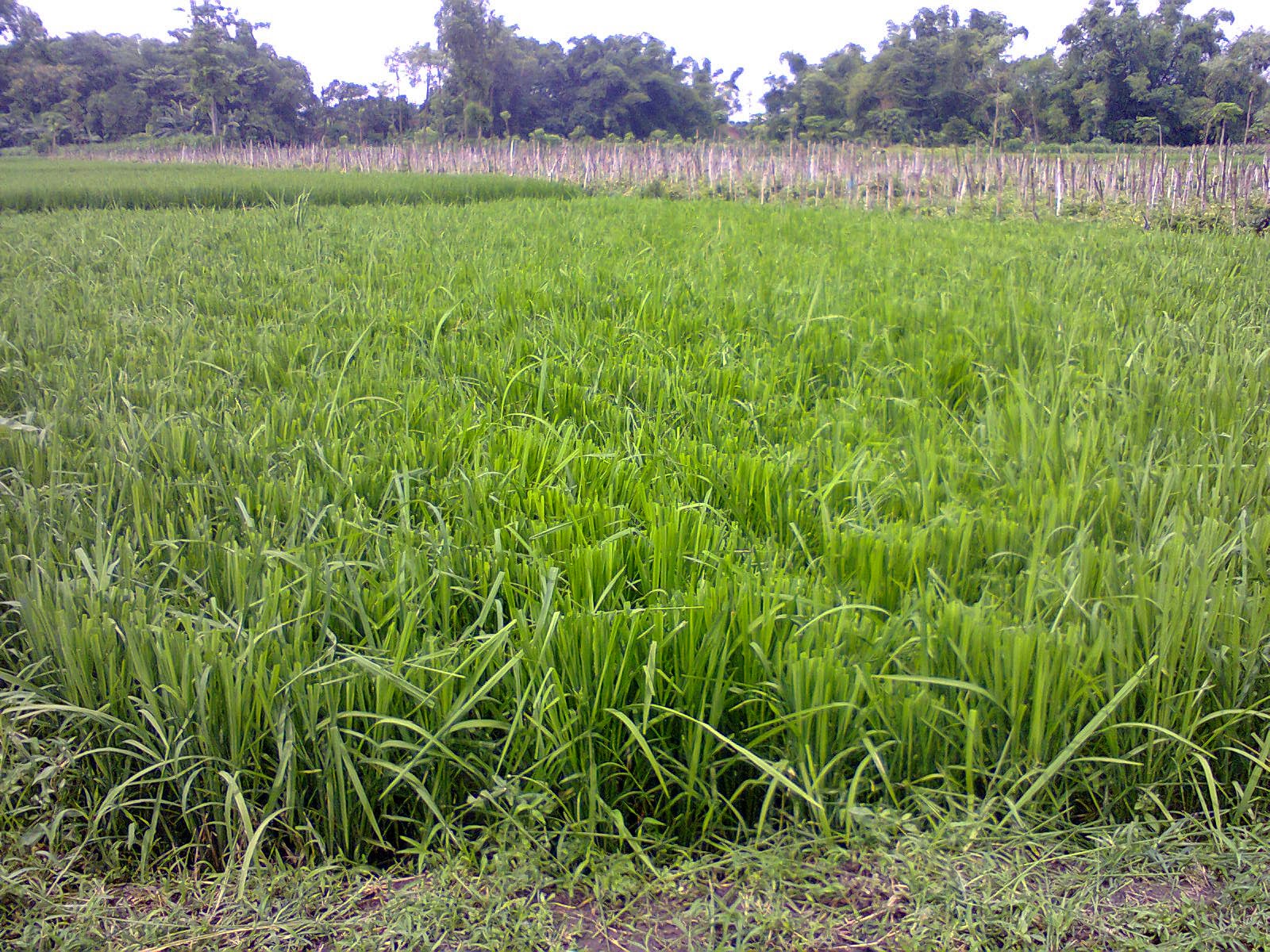 Pemotongan Daun Padi