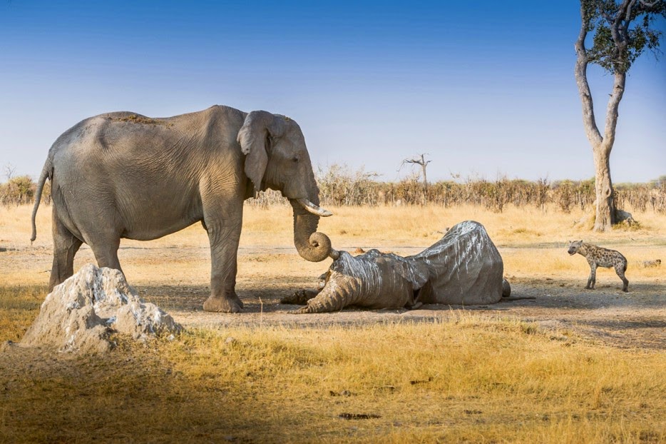 50 Powerful Photos Capture Extraordinary Moments In The Wild - An elephant guards the body of a fallen friend from scavengers.