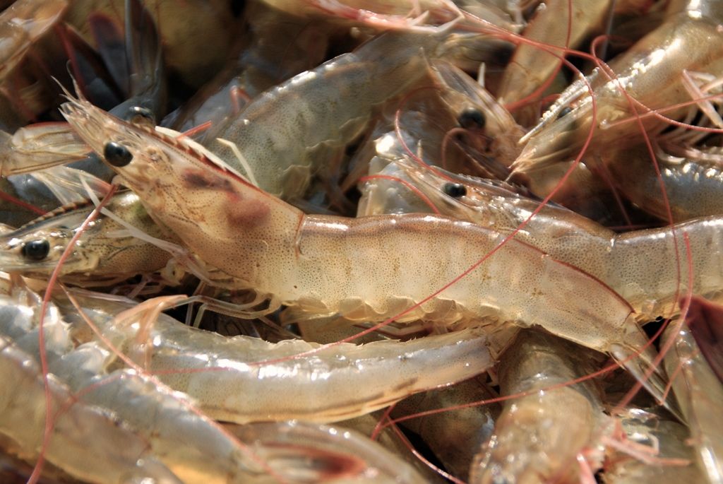Farmed Indonesian Shrimp Benefits Indonesia Shrimps Supplier, Shrimps