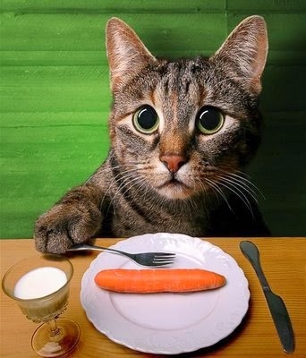 Cat eating a carrot | Exclusively Cats Veterinary Hospital, Waterford, MI