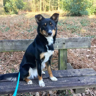 tri colour kelpie