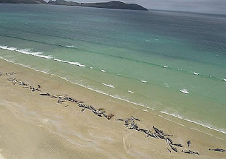 Death stranding whales