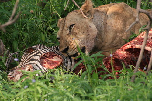 Tigers Eating Animals Latest Images 2013 | Beautiful And Dangerous
