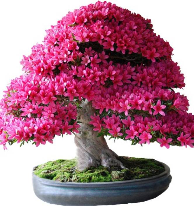 STARTING A BONSAI TREE BUSINESS IN KERALA IS MOST PROFITABLE NOW