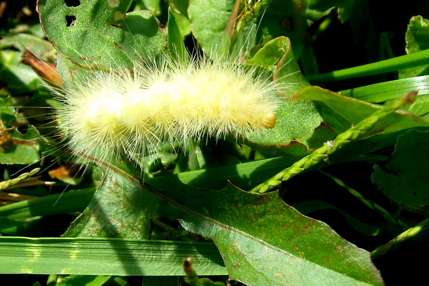 Trailscapes Fine Art Photography by Tami Quigley: Yellow Woolly