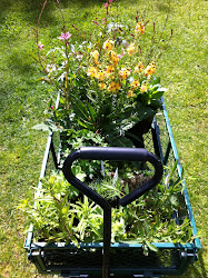 plants chickens grow ten chicken backyard coop easiest garden gardens nest tilly tillysnest plant growing collect run later coops checked