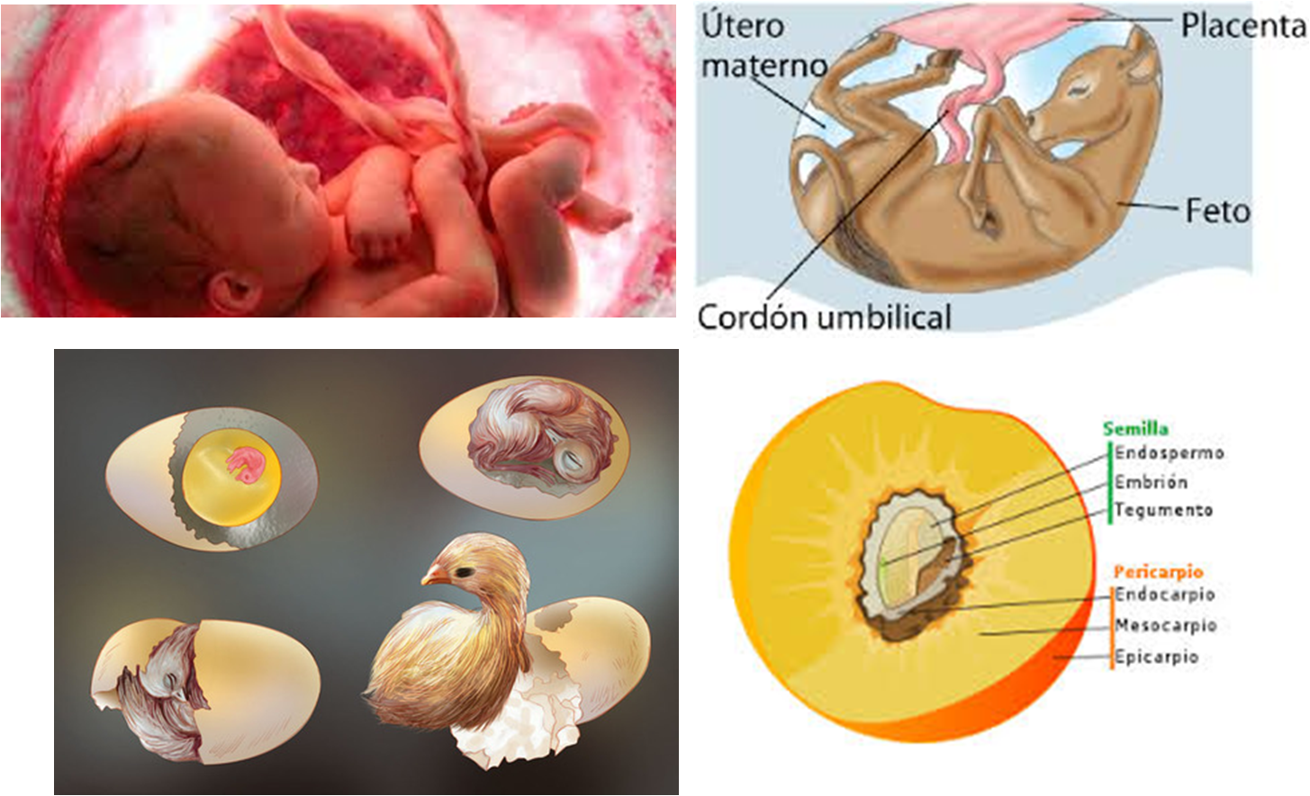 Alimentos para favorecer implantación embrión