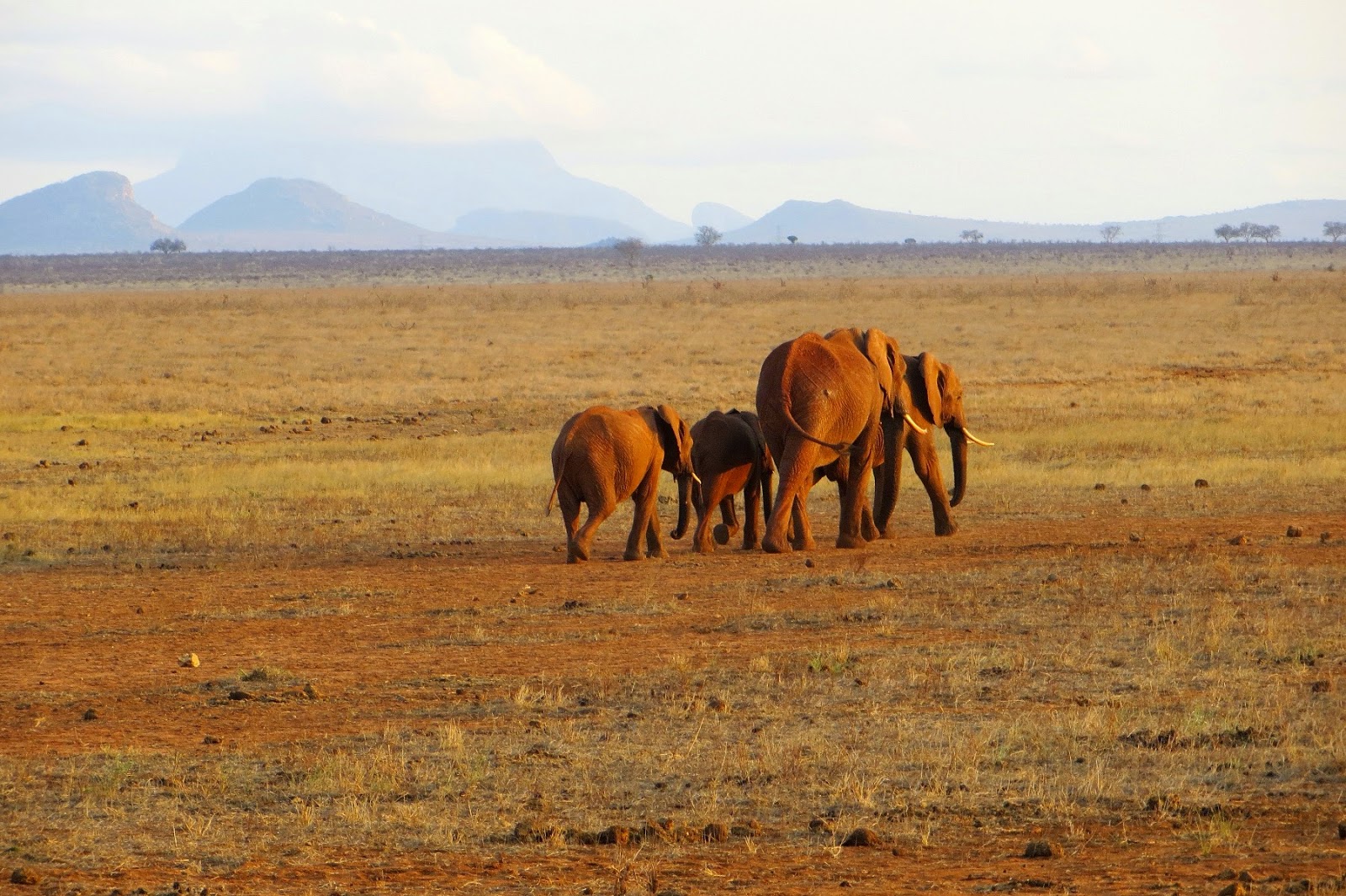safari in kenya di quattro giorni tsavo est
