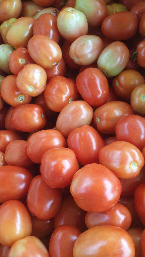 Smart farm kenya The best tomato hybrid seed for Kenyan market