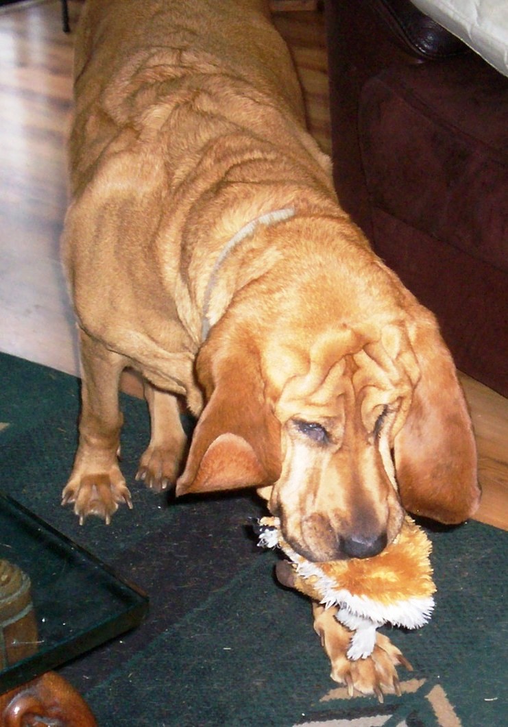 Family Disaster Dogs Train A Dog To Retrieve And Fetch Emergency Items By Name