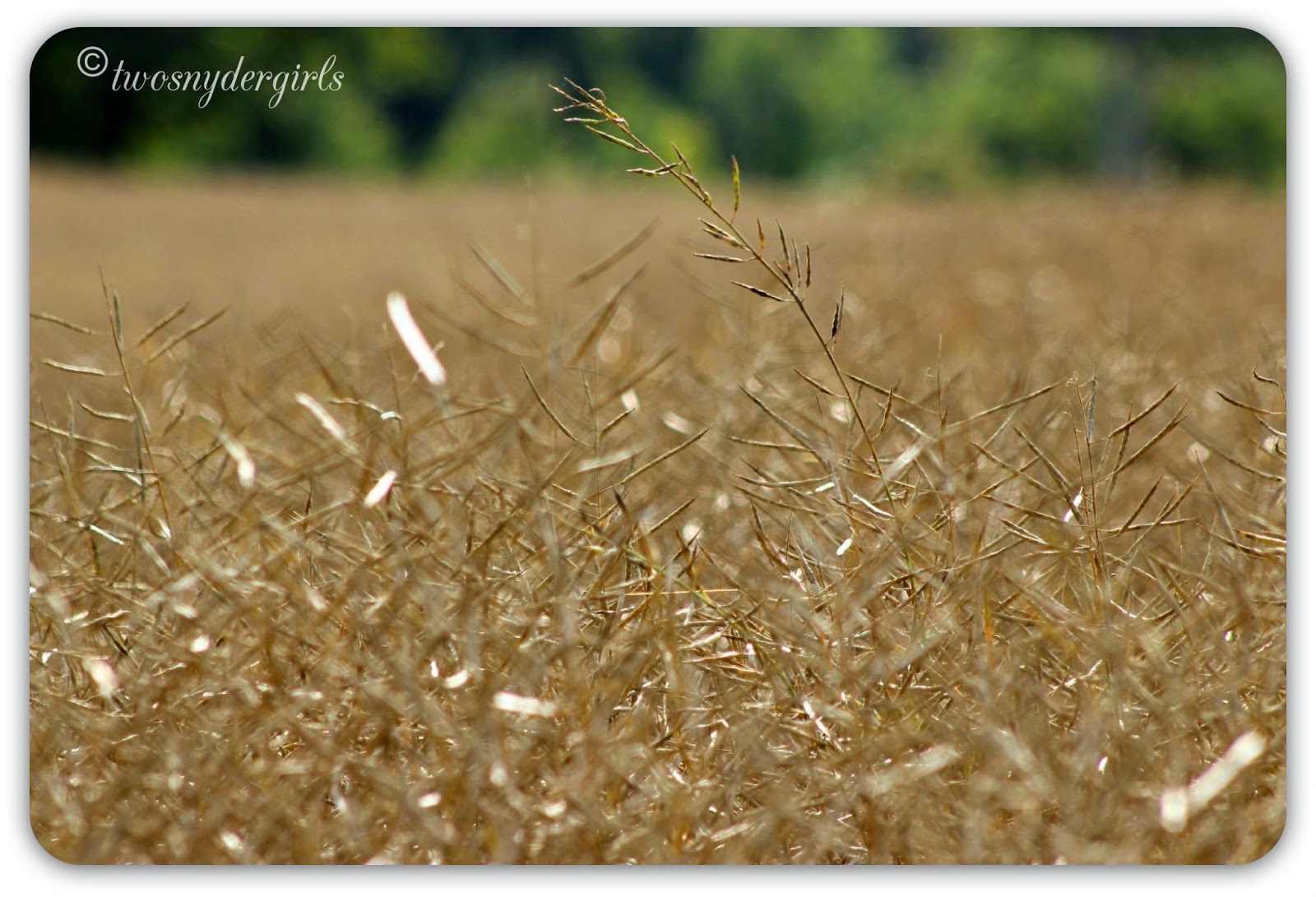 Dry canola in the field