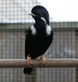Suara burung raja perling Suara burung raja perling
