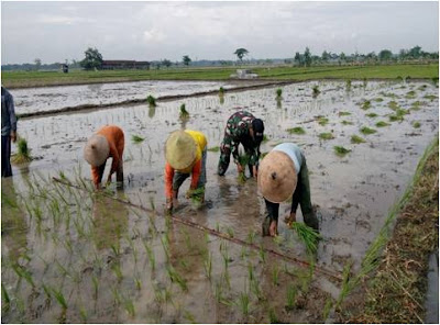 BABINSA PANTIREJO DAMPINGI PERCEPATAN TANAM MT I