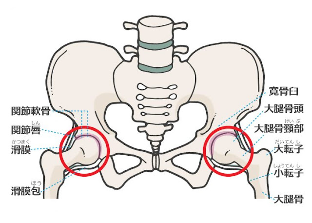 骨折と疲労骨折