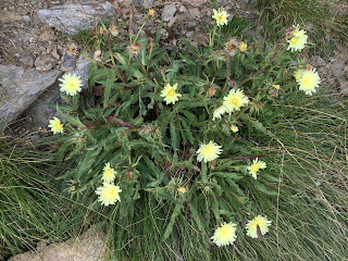 Hieracium intybaceum – Whitish Hawkweed (Sparviere cicoriaceo).