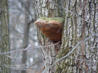 Phellinus robustus DSC131297