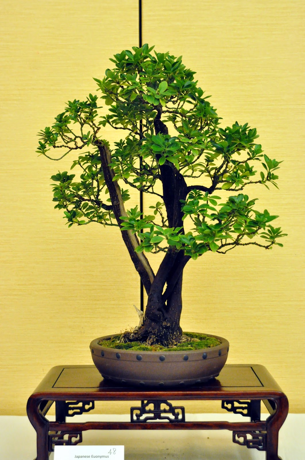 Heart of Texas Bonsai Boxleaf Euonymus 43 a prize in every box!
