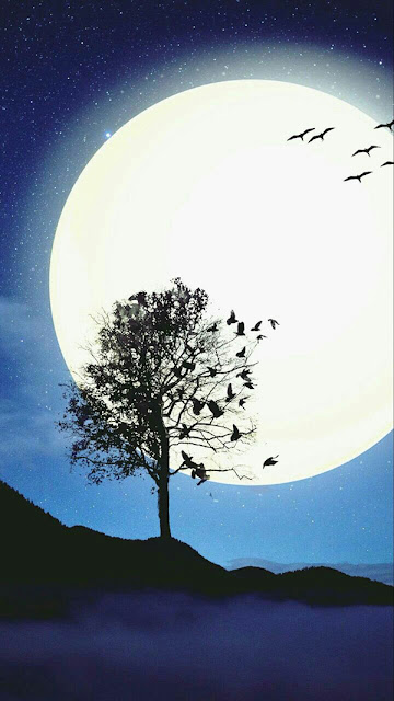 صور جميله