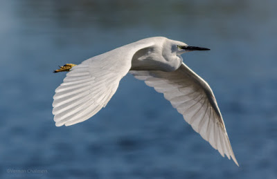 Canon EOS 7D Mark II AF System Application For Birds in Flight Photography Canon EOS 7D Mark II AF System Application For Birds in Flight Photography