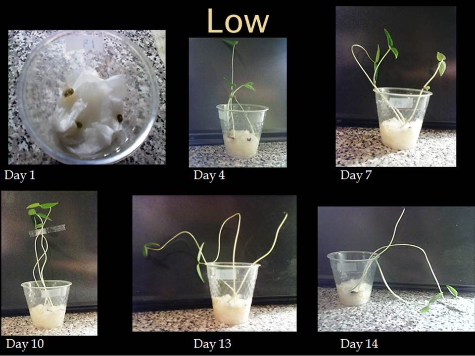 bittersweet Bean Plant Experiment Presentation (SBI3U1)