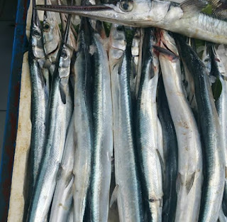 baliklarin gizemli dunyasi