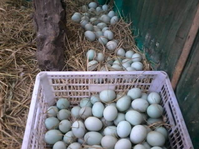  Selama ini telur khusnya telur angsa merupakan sumber protein yang sering dikonsumsi masy Cara Beternak Bebek Petelur Tanpa Angon