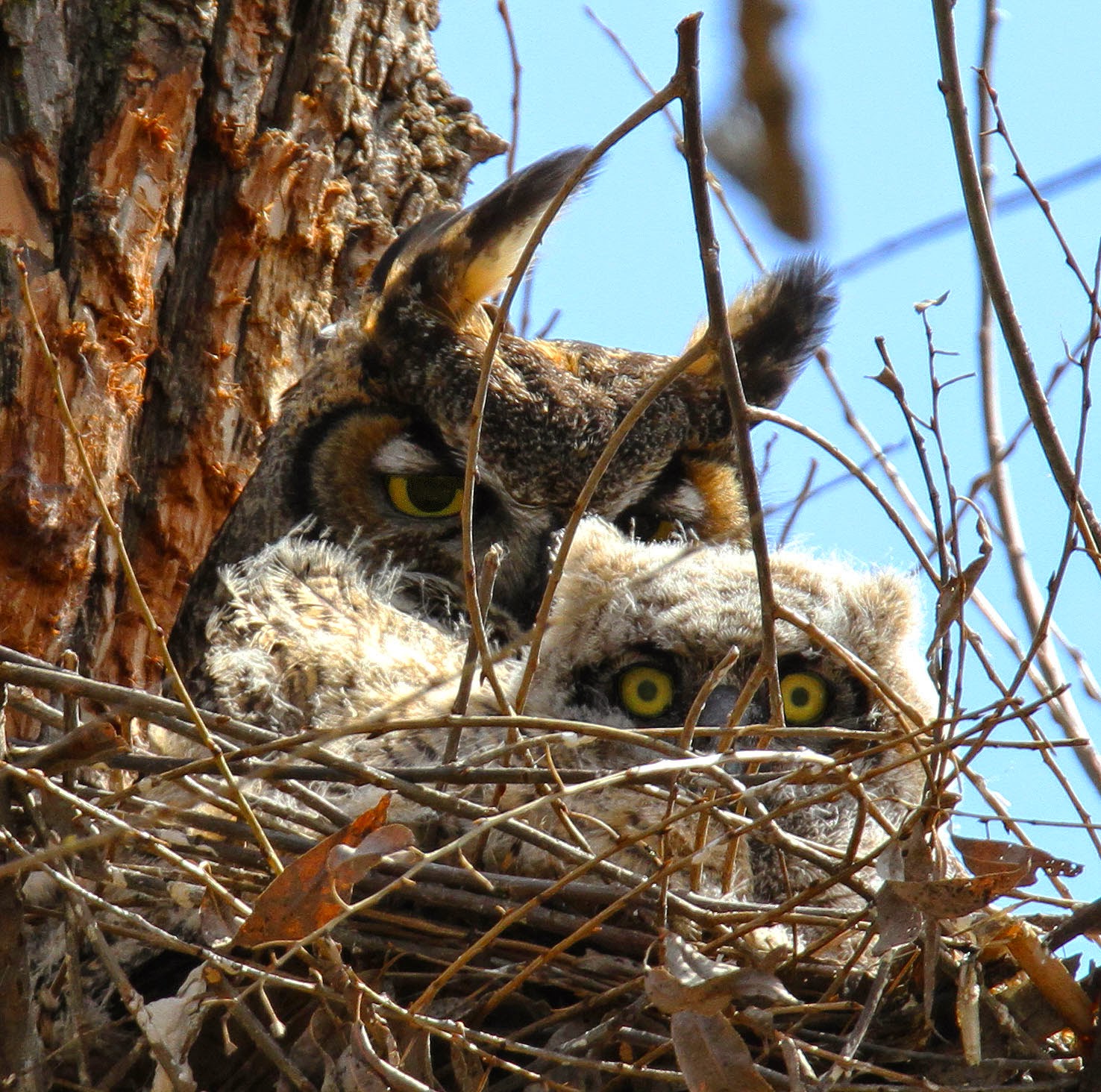 All of Nature Great Horned Owl Babies Growing Fast