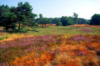 Paisaje Parque Natural Schwalm-Nette Paisaje Parque Natural Schwalm-Nette