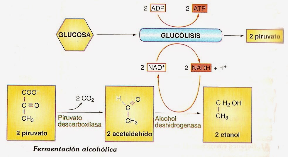 Cetosis alcoholica