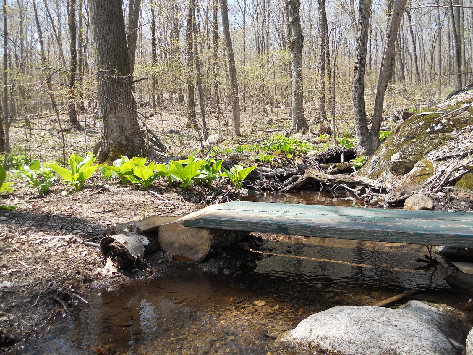 Prospect Land Trust... Joins us for a Botanical Walk at Kathan Woods 5/