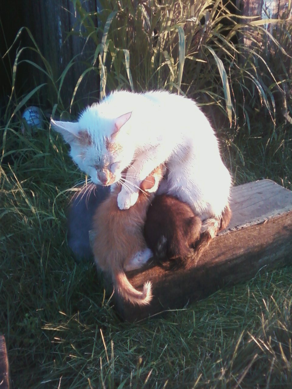 The Iowa State Farm Queen