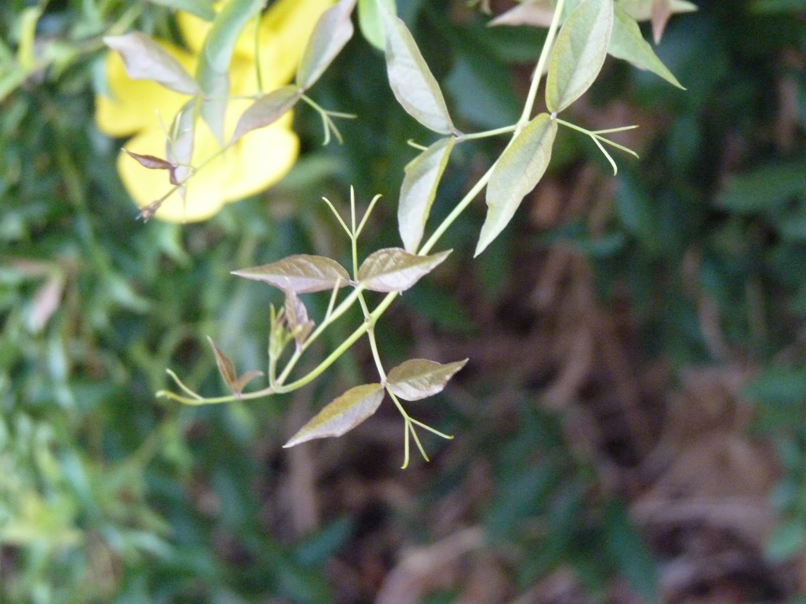 Tucson Gardens Cat's Claw Vine