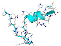 ghrelin