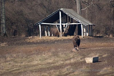 Zimbri Bucsani-Wisent/European Bison-Bison bonasus-Zimbraria Neagra Bucsani-Targoviste-Dambovita