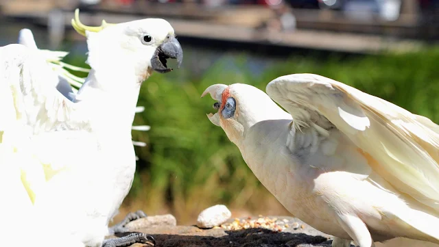 Corella fighting with a cockatoo in Centennial Park in Sydney
