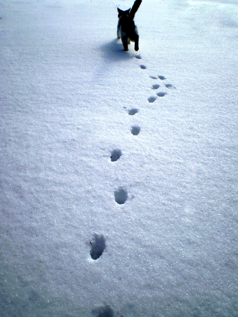 Лапки идут. Кошачьи следы на снегу. Следы кошки на снегу. Кошка уходит. Следы кошачьих лапок на снегу.