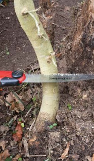 shore thing shore thing