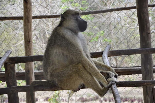 ShereheYetu Dar Es Salaam Zoo