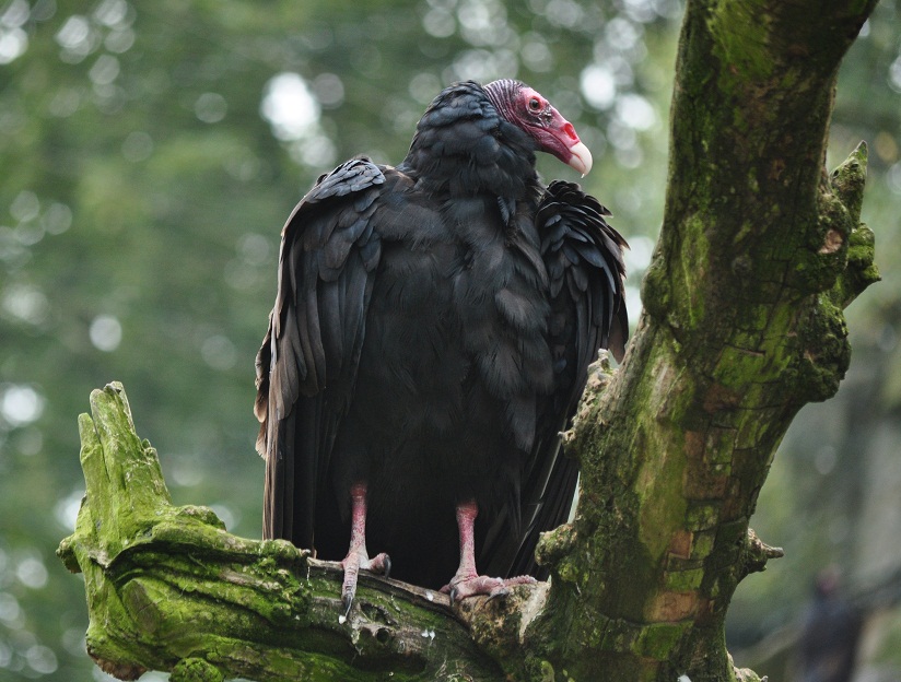 ZOOTOGRAFIANDO (MI COLECCIÓN DE FOTOS DE ANIMALES): ZOPILOTE DE CABEZA