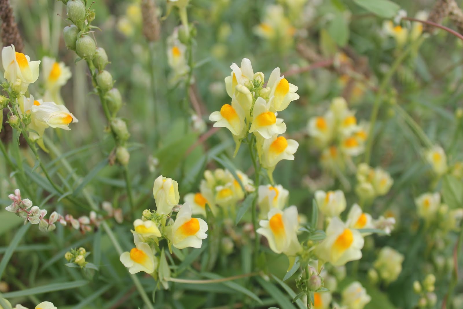 BOB CONFER'S COMMENTARY EXPLORING THE NIAGARA FRONTIER Butter and