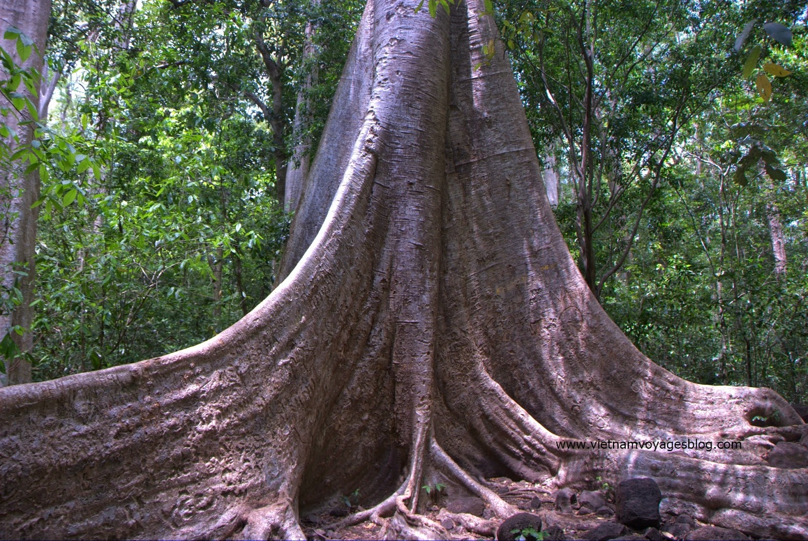 Cây Tùng cổ - Photo Phương Bùi