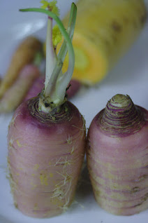 Two carrot roots, pale pink with darker pink tops. Bottom half of root was cut away and remaining top is sitting upright. One has new green leaves.