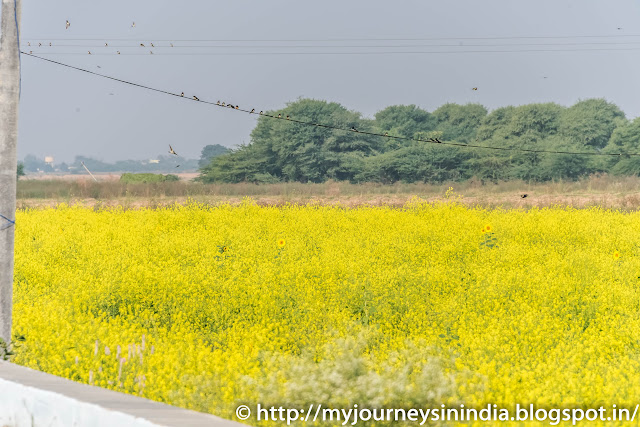 Mustard Field Andhra