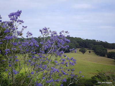 http://gritandgiggles.blogspot.com.au/2015/11/smatterings-of-purple.html