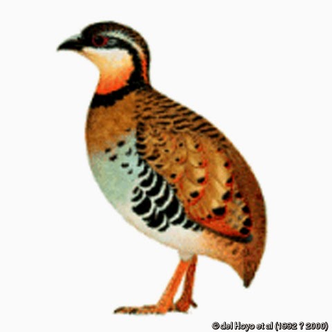 Orange necked Partridge
