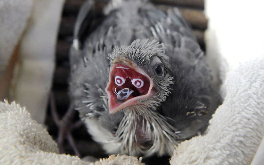 Baby Bird Beak Development: Understanding the Growth and Importance of Beaks